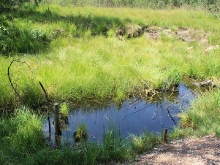 Hochmoor/-bad in Oberjoch