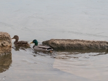 Schäfenhäuser See