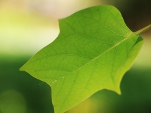 Botanischer Garten Tübingen