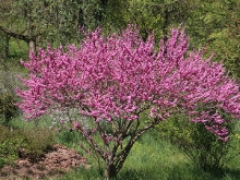 Botanischer Garten Tübingen