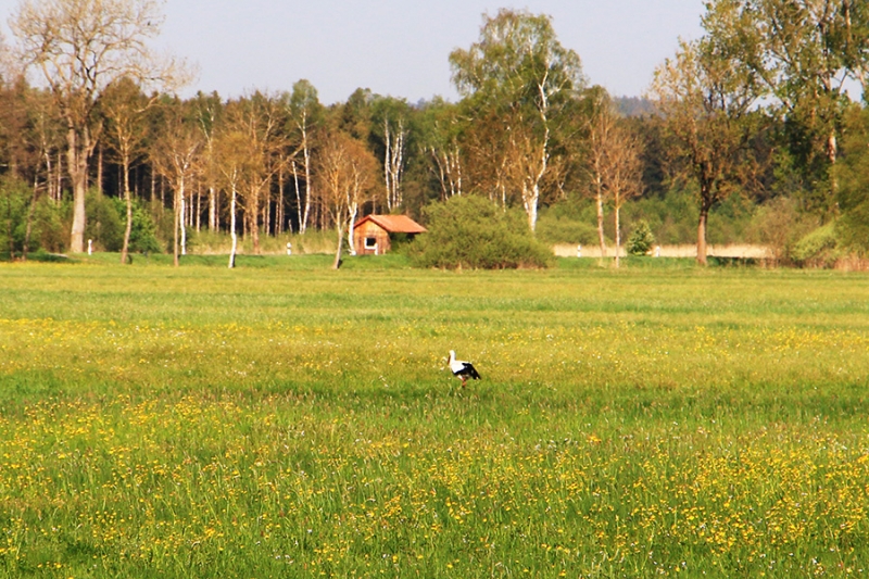 Federsee Bad Buchau Adelindis Therme