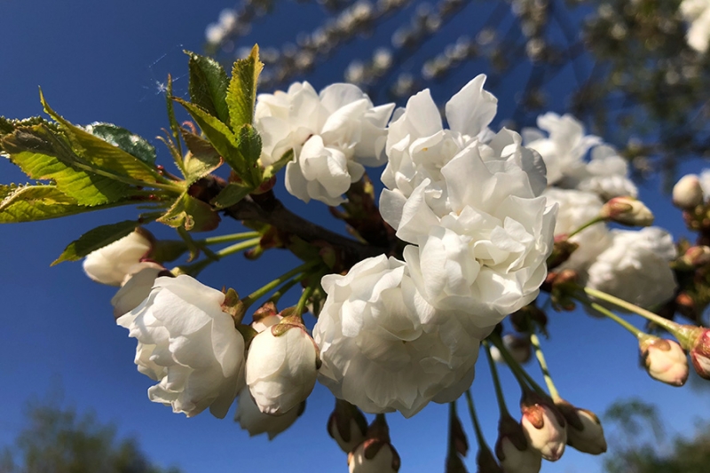 Der Frühling ist da..._8