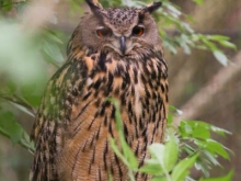 Wildpark Bad Mergentheim