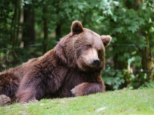 Wildpark Bad Mergentheim