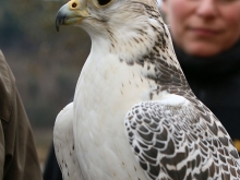 Stauferfalknerei Kloster Lorch