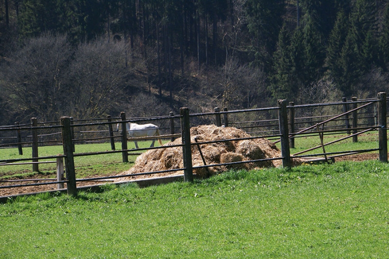 Haupt- und Landgestüt Marbach