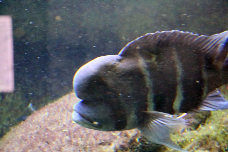 Aquarium der Wilhelma