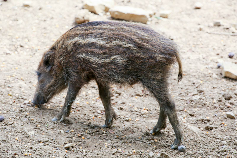 Wildpark Bad Mergentheim