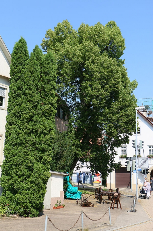 Schopflocher Scheunensommer