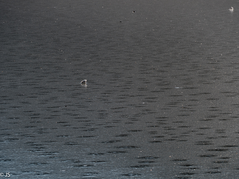 Verwunschene Eiswelt an den Bürgersee