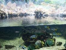 Aquarium der Wilhelma