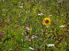 Landesgartenschau Öhringen_106