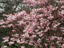 Schlossgarten Schwetzingen_35