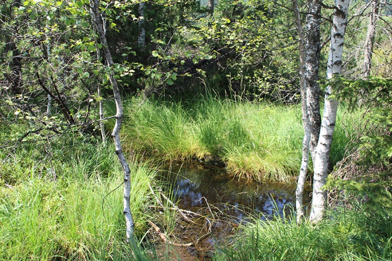 Hochmoor/-bad in Oberjoch