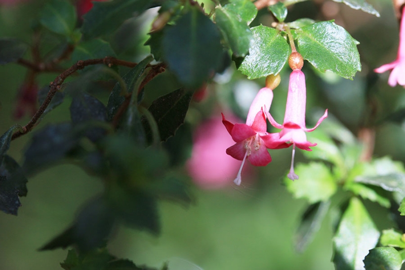 Botanischer Garten Tübingen