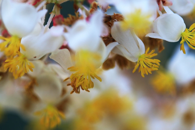 Botanischer Garten Tübingen