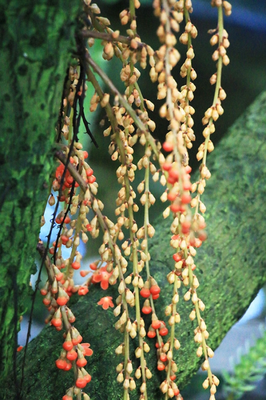 Botanischer Garten Tübingen