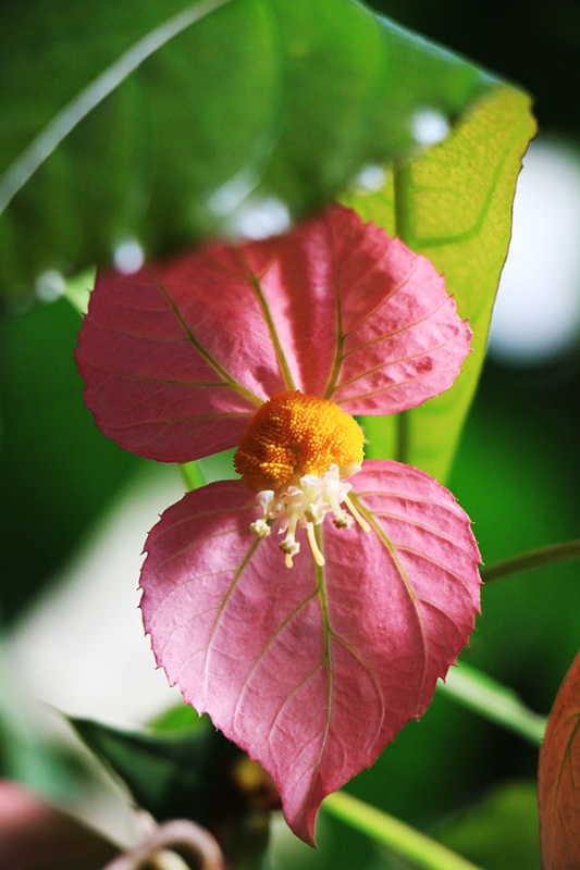 Botanischer Garten Tübingen