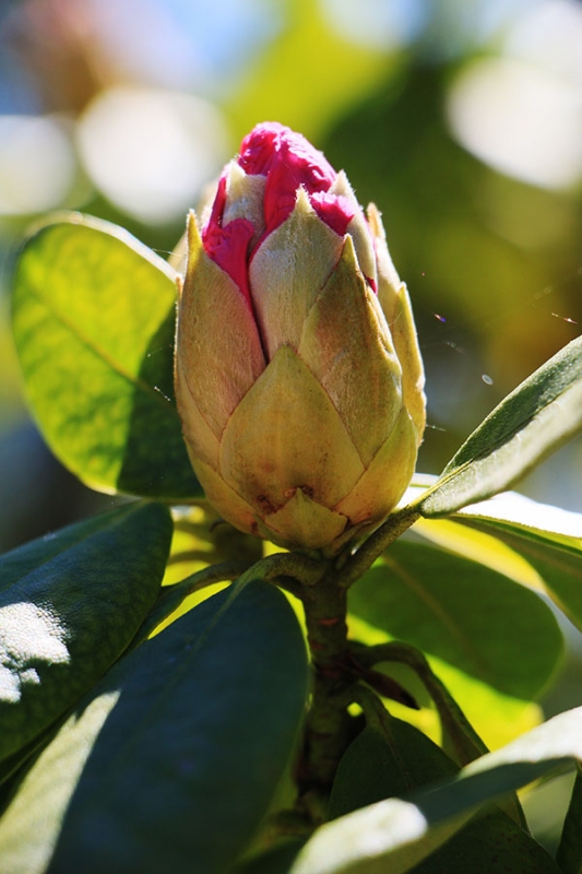 Botanischer Garten Tübingen