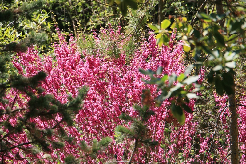 Botanischer Garten Tübingen