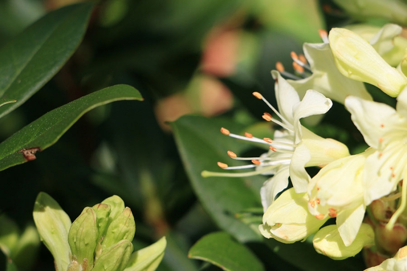 Botanischer Garten Tübingen