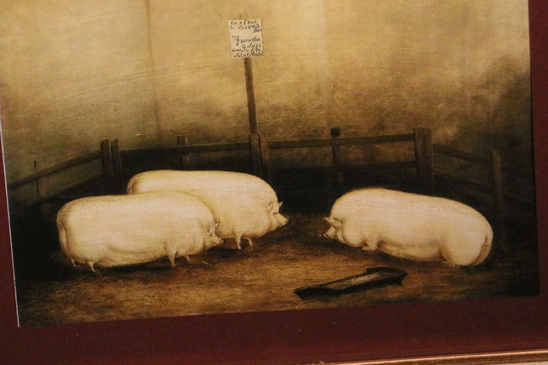  Schweinemuseum in Stuttgart