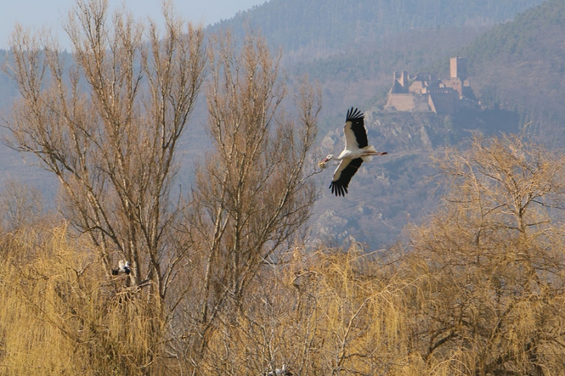 Ribeauville im Elsass