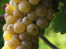 Weinlese in den Limburger Weingärten