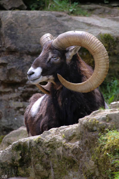 Wildpark Bad Mergentheim