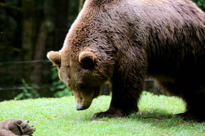 Wildpark Bad Mergentheim