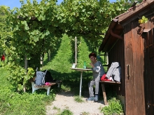 Weinlese in den Limburger Weingärten