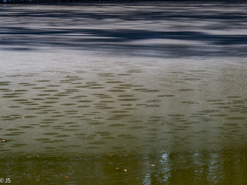 Verwunschene Eiswelt an den Bürgersee