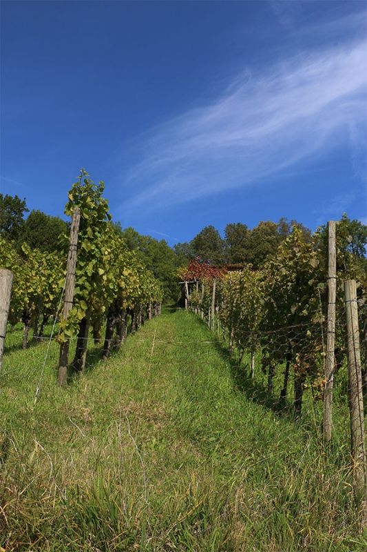 Weinlese in den Limburger Weinbergen_5